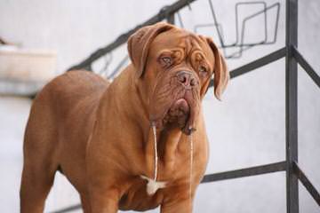 Dogue De Bordeaux / French Mastiff - Dog and Puppy Pictures