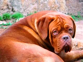 Red Dog Ridge Dogue De Bordeaux - Dog and Puppy Pictures
