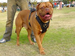 Dogue De Bordeaux/Rottwieler - Dog Breeders