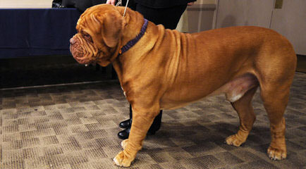 Red Dog Ridge Dogue De Bordeaux - Dog Breeders