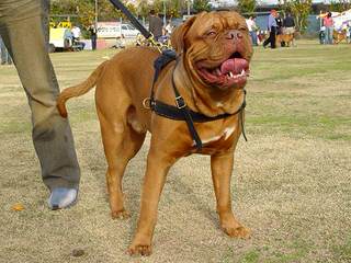 Looking For French Mastiff Male In New York - Dog Breeders