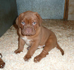 Charles River Dogue De Bordeaux - Dog Breeders