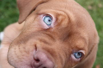 Dogue De Bordeaux / French Mastiff - Dog and Puppy Pictures