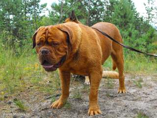 Labruja Dogue De Bordeauxs Uk - Dog Breeders