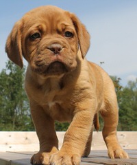 The King’s Bordeaux - Dog Breeders