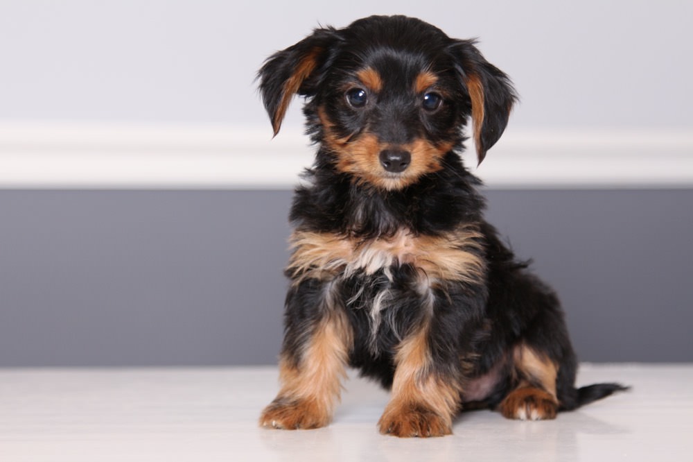 Dorkie Dogs and Puppies