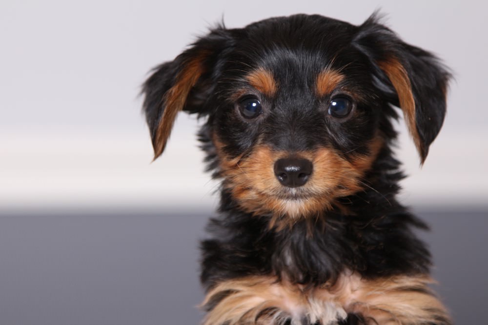 Dorkie Dogs and Puppies
