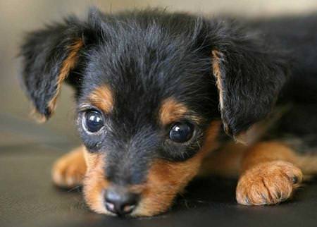 Dorkie Dogs and Puppies