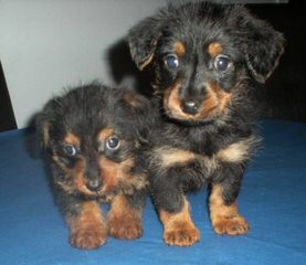 Cute Little Dorkies - Dog and Puppy Pictures