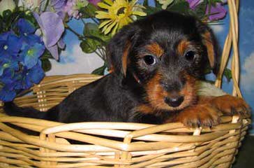 Parson’s Family Pets - Dog Breeders