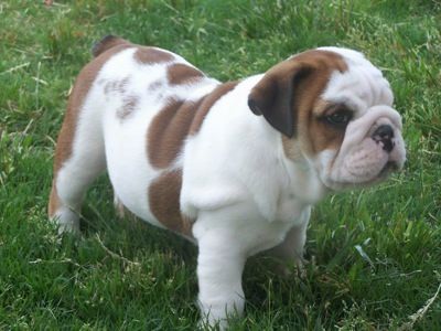 English Bulldog Dogs and Puppies