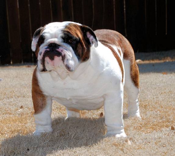 English Bulldog - My Dog Breeders - Part 122