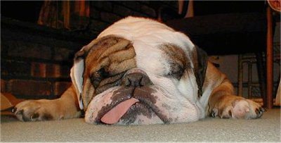 Aldar’s English Bulldogs - Dog and Puppy Pictures