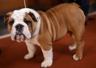 English Bulldog Stud Service - Dog Breeders