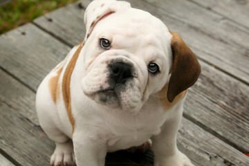 Alaco Bulldogs - Dog and Puppy Pictures