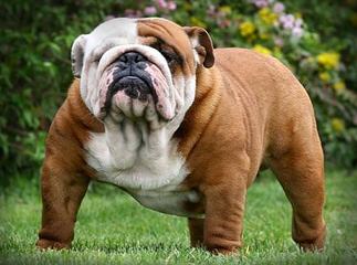 Bulldogranch – Bulldogs - Dog and Puppy Pictures