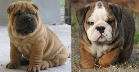 Male English Bulldog - Dog and Puppy Pictures