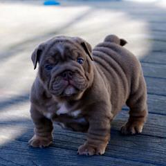 Male English Bulldog To Breed With Female Bulldog - Dog Breeders