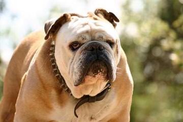 Champion Sired English Bulldog Puppies! - Dog Breeders