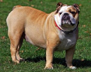 Bulldogranch – Bulldogs - Dog Breeders