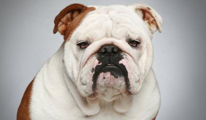 Male English Bulldog - Dog Breeders