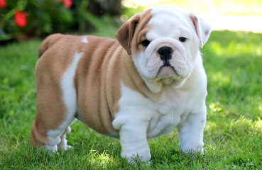 T And C English Bulldogs - Dog Breeders