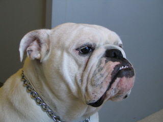 High Quality Akc English Bulldogs - Dog Breeders