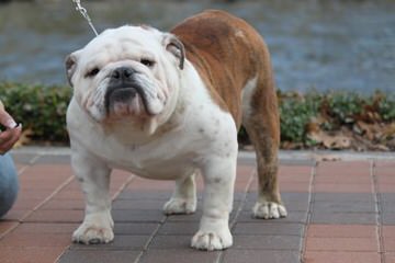 English Bulldog - Dog and Puppy Pictures