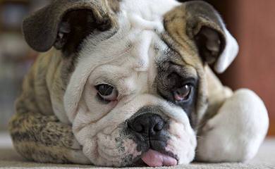 Premier Bulldogs - Dog Breeders