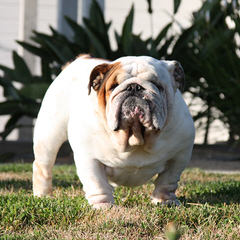 Champion Sired English Bulldog Puppies! - Dog and Puppy Pictures