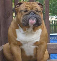 Dejah Bleu’s English Bulldogz - Dog and Puppy Pictures