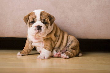 Wiggle And Wrinkles Bulldogs - Dog Breeders