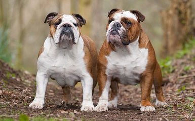 English Bulldog Puppies Of Monino. - Dog and Puppy Pictures