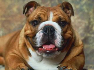 Waltmans English Bulldogs - Dog and Puppy Pictures