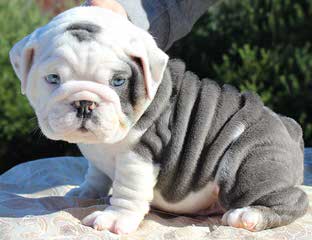 English Bulldog & Miniature Bulldog Puppies - Dog and Puppy Pictures