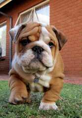 Waltmans English Bulldogs - Dog Breeders