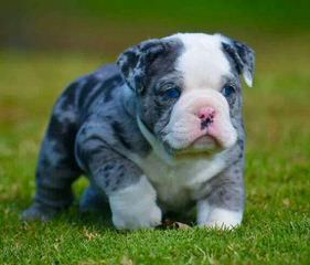 Best of British Bulldogs - Dog Breeders