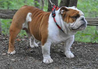 Champion Sired English Bulldog Puppies! - Dog and Puppy Pictures