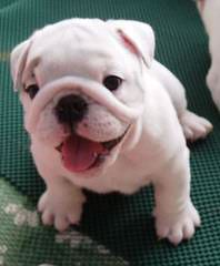 An English Bulldog That Need’s To Breed - Dog and Puppy Pictures