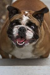 13Week Old. Female English Bulldog - Dog Breeders