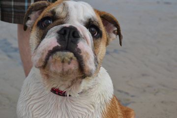 Best of British Bulldogs - Dog Breeders