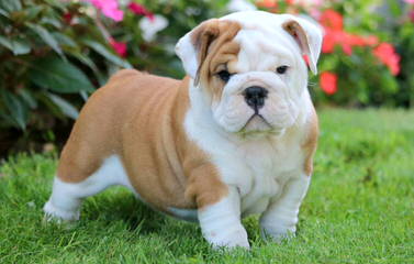 Miniature Bulldog Puppies - Dog and Puppy Pictures