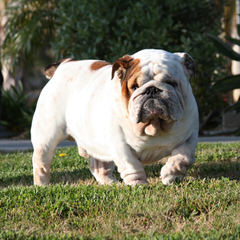 Heavenly Angelic Bulldogs - Dog Breeders