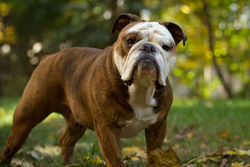 English Bulldog Puppies Of Monino. - Dog and Puppy Pictures