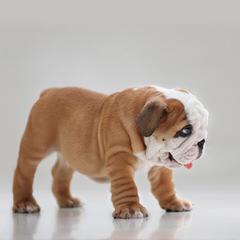 Slush Puppy Bulldogs - Dog and Puppy Pictures