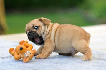 English Bulldog Puppies - Dog Breeders