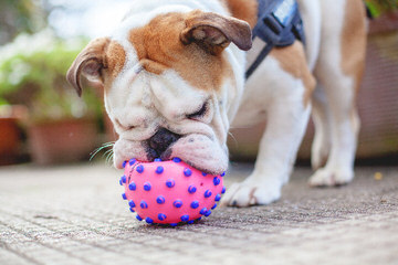 English Bulldog Puppies - Dog and Puppy Pictures