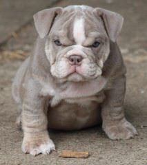 Caddo Valley Bulldogs - Dog and Puppy Pictures