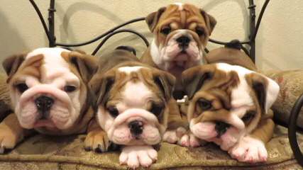 English Bulldogs, Puggles, Morkies, And More! - Dog Breeders