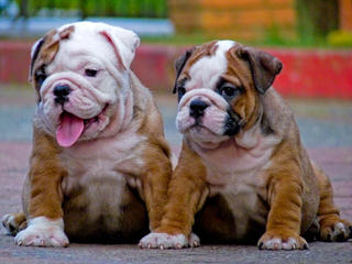 Bratt Bulldogs - Dog Breeders